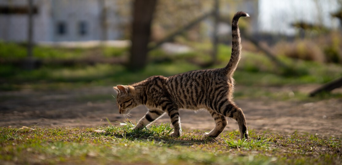 Город кошек